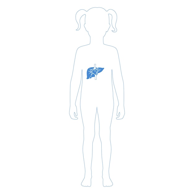 Vector isolated illustration of liver