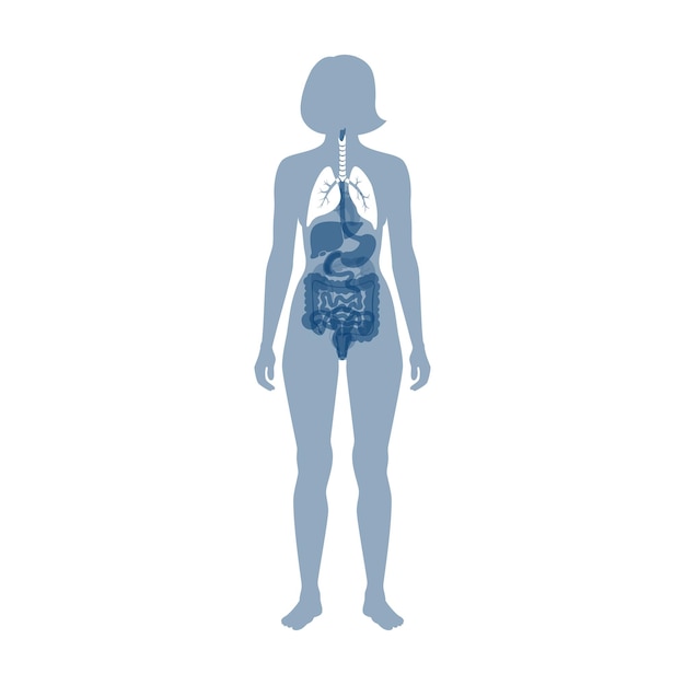 Vector isolated illustration of lung