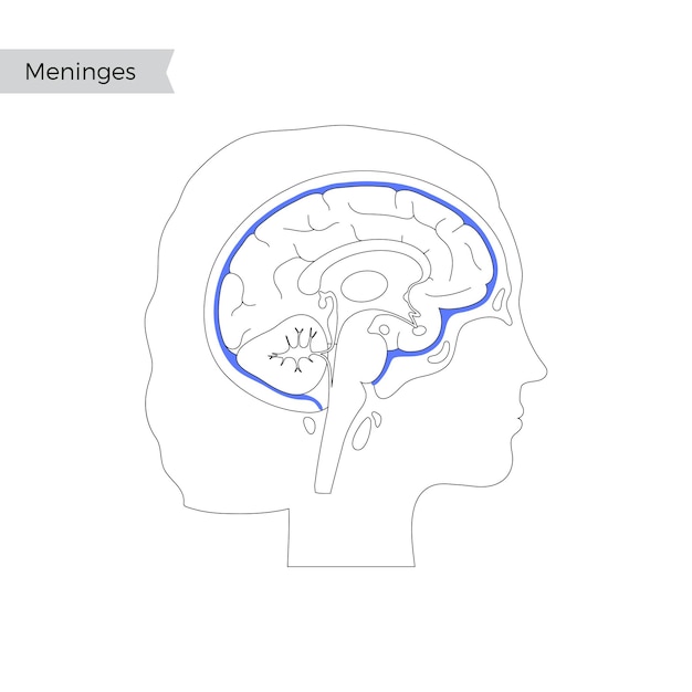 Vector isolated illustration of Meninges