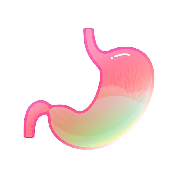 Vector vector isolated illustration of stomach anatomy. human digestive system icon.