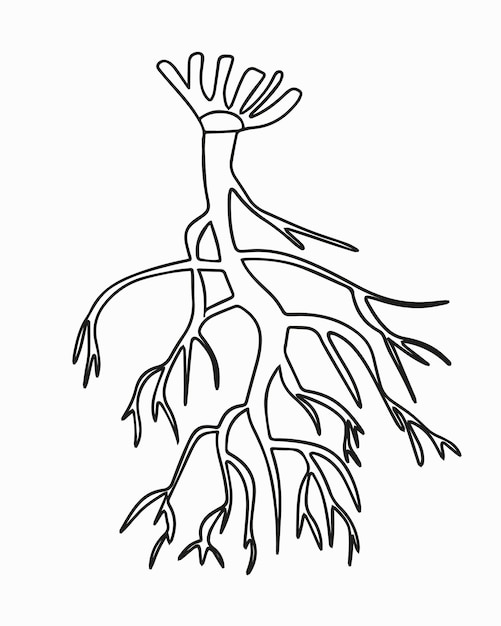 Vector vector isolated illustration of tap root system