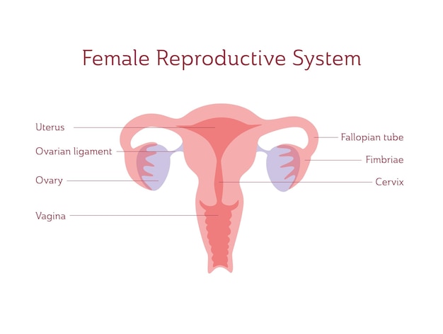 Vector isolated illustration of uterus