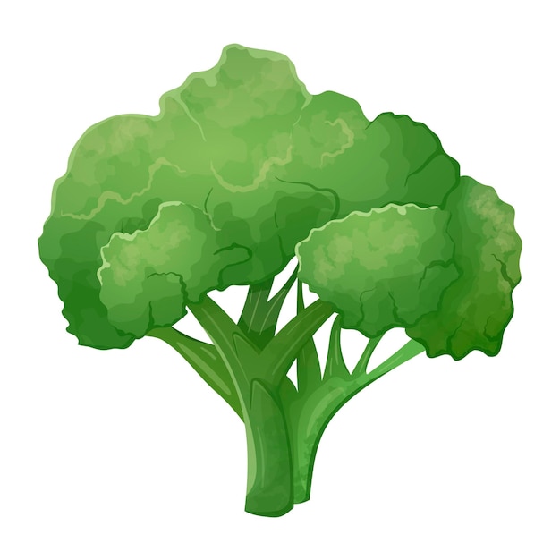 Vector isolated realistic illustration of bundle of broccoli cabbage Fresh green healthy vegetable