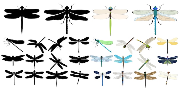 Vector isolated set of dragonflies insects on white background