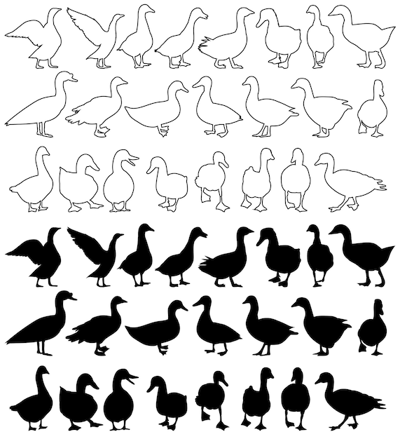 Vector isolated silhouette of geese and ducks