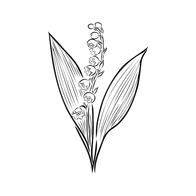 Vector isolated single lily valley branch colorless black and white contour line drawing