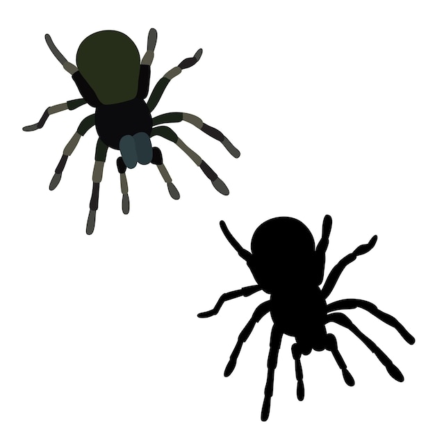 Vector isolated spider insect spider silhouette icon