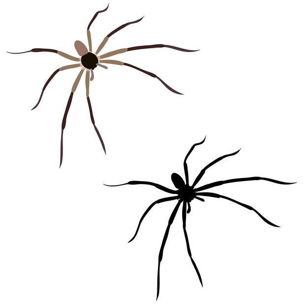 Vector isolated spider insect spider silhouette