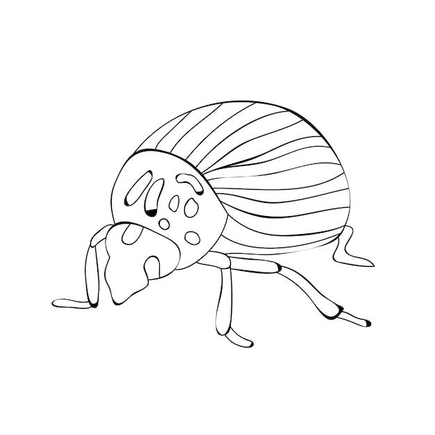 Vector isolated striped beetle sketch