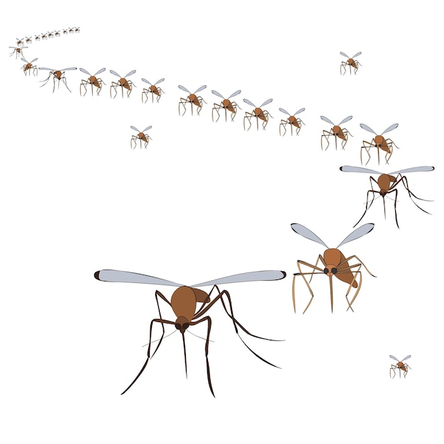 Vector isolated on a white background mosquitoes fly