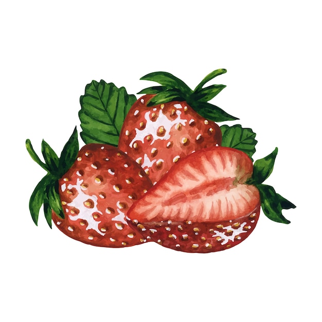 Vector juicy strawberries hand drawn watercolor botanical illustration