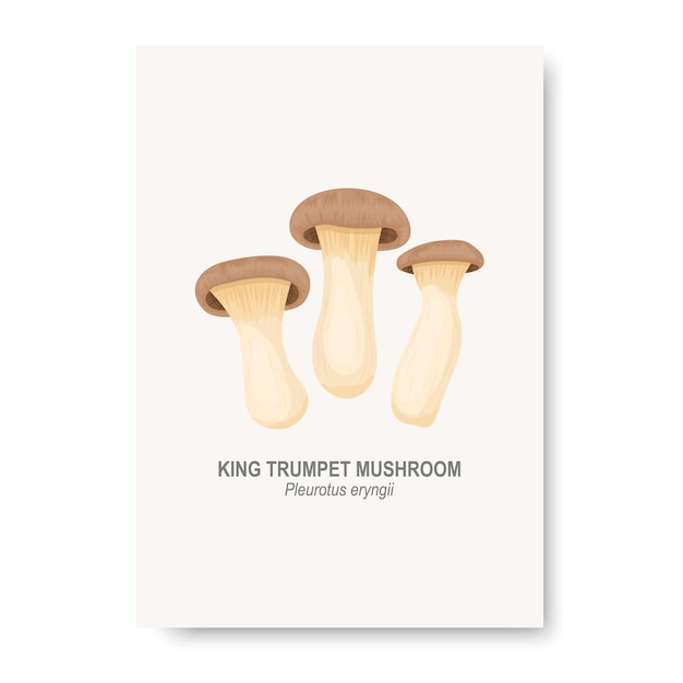 Vector King Trumpet Oyster Mushroom Isolated on White Education Card with Hand Drawn Cartoon King Trumpet Oyster Mushrooms Design Template Clipart Pleurotus Eryngii Mushroom Set