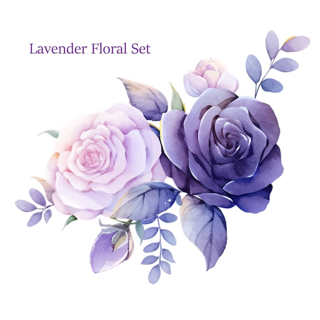 Vector Lavender Roses Watercolor flower collection