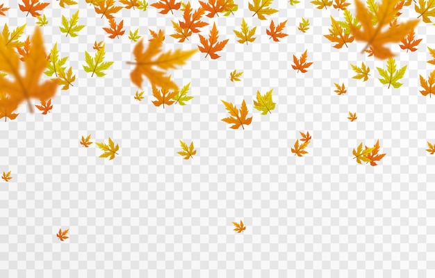 Vector leaf fall on an isolated transparent background Autumn the leaves are falling from the tree