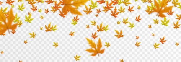 Vector leaf fall on an isolated transparent background Autumn the leaves are falling from the tree