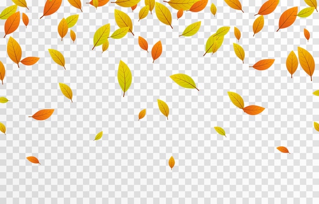 Vector leaf fall on an isolated transparent background Autumn the leaves are falling from the tree