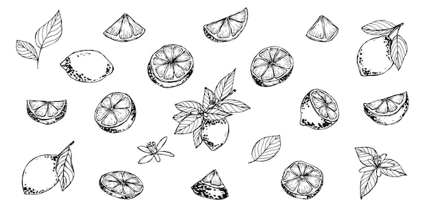 Vector lemon clipart Hand drawn citrus set Fruit illustration For print web design decor