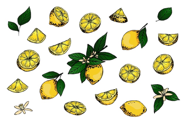 Vector lemon clipart Hand drawn citrus set Fruit illustration For print web design decor