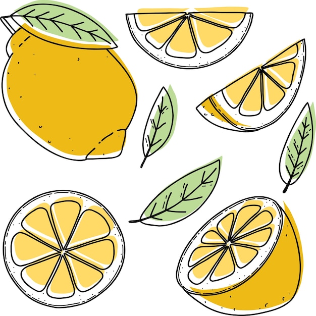 Vector lemon set lemon slice half whole and leaves Green abstract hand drawn citrus collection