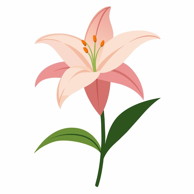 Vector a lily with green leaves with flat illustration style