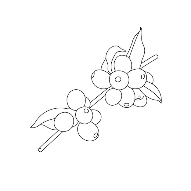 Vector line illustration of coffee tree branch. Coffee plant with beans.