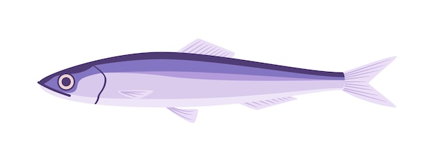 Vector mackerel fresh fish isolated on white background