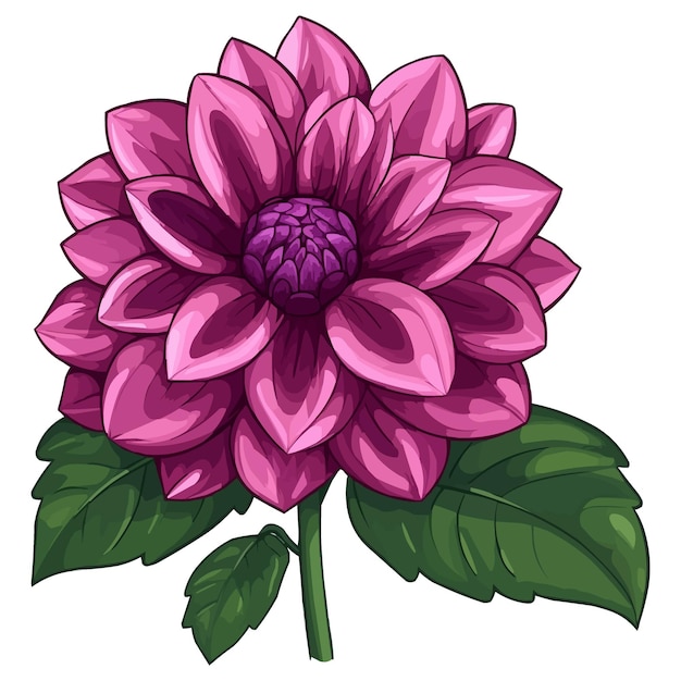 vector magenta dahlia flower clipart with green leaves on the stem