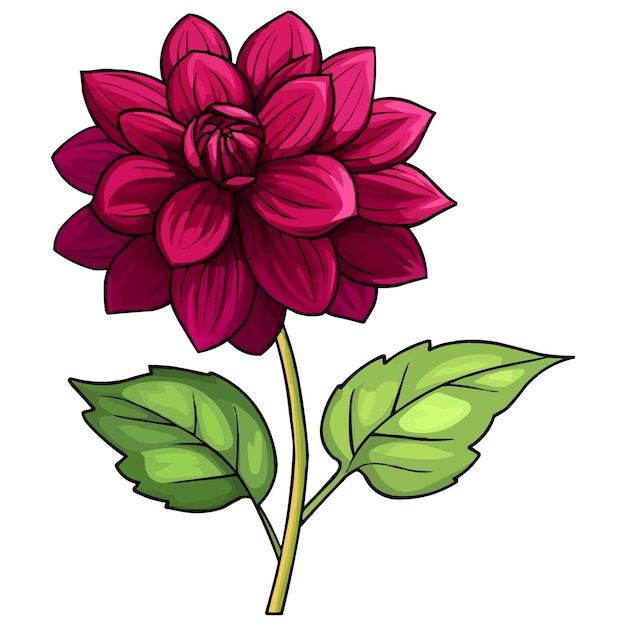 vector magenta dahlia flower clipart with green leaves on the stem