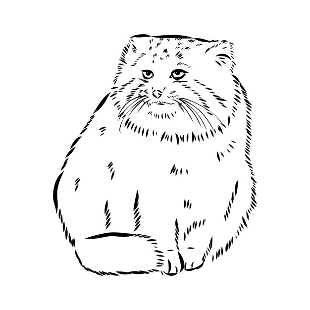 Vector manul wild cats graphic illustration manul the forest cat