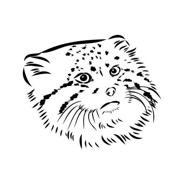 Vector manul wild cats graphic illustration manul the forest cat