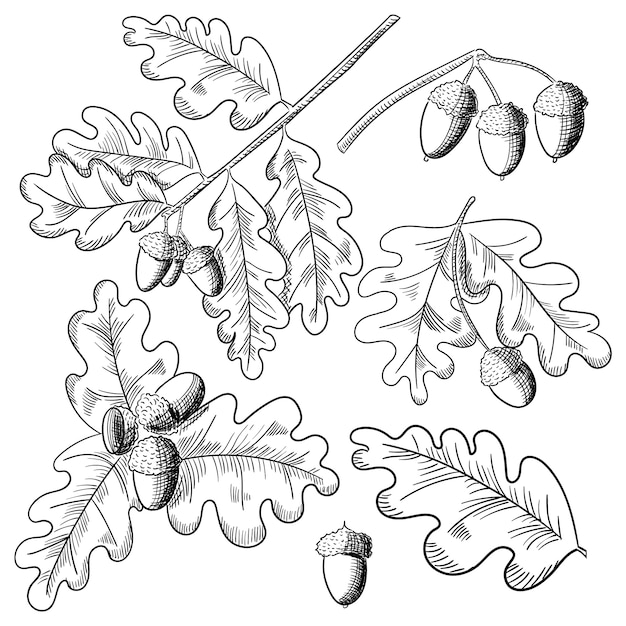 Vector oak leaf and acorn drawing set. Autumn elements.