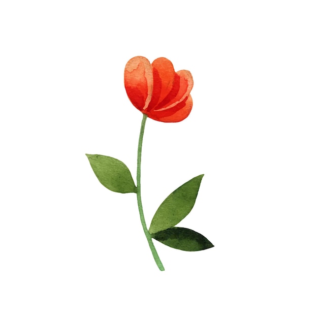 Vector orange flower with leaf and stem isolated on white background. Watercolor element