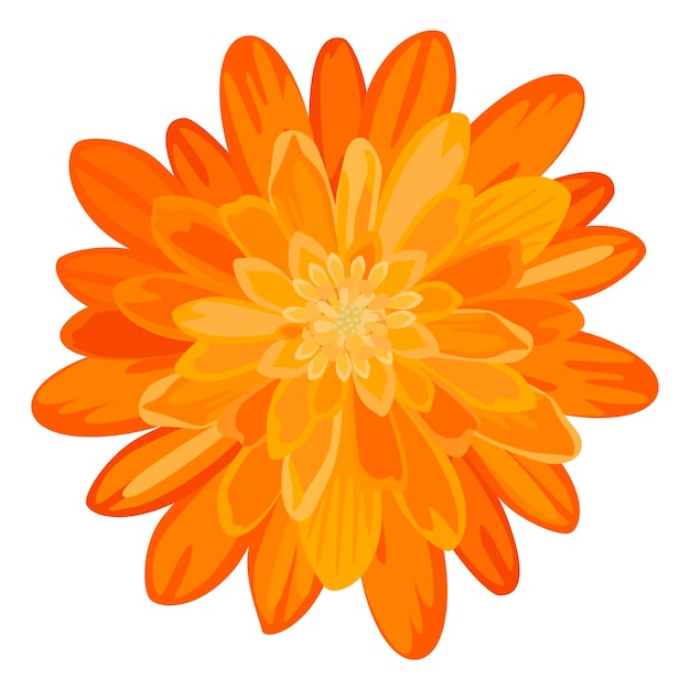 Vector orange marigold flower isolated on white background