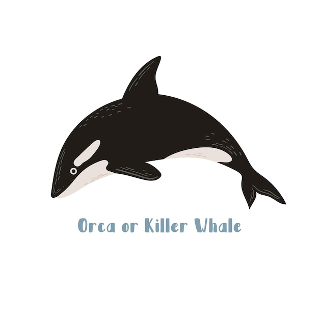 Vector Orca or Killer whale. Cartoon illustration on white background for sticker, design