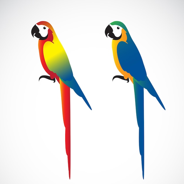 Vector of a parrot Macaws on white background Wild Animals