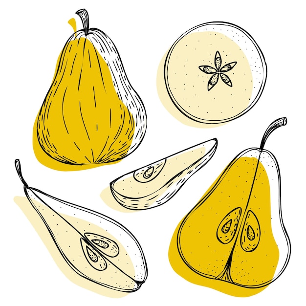 Vector pear set pears slice half whole and leaves seeds Yellow abstract handdrawn fruit