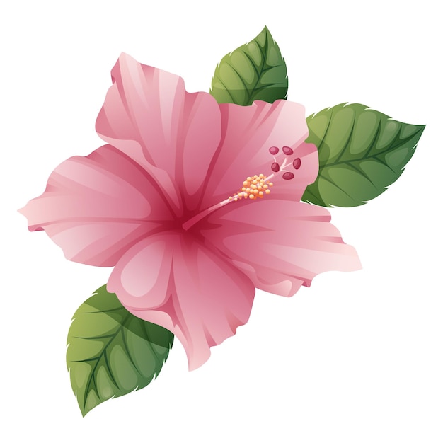 Vector pink hibiscus flower isolated on white background Exotic tropical plant