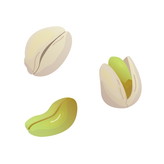 Vector vector pistachio icon. pistachio nuts in the shell. watercolor imitation.