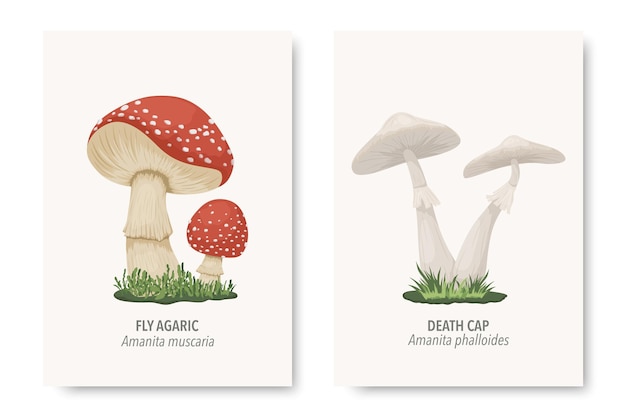 Vector Poisonous Inedible Mushrooms Hand Drawn Cartoon Mushroom Set Different Mushrooms Isolated on White Fly Agaric Amanita Muscaria Death Cap Amanita Phalloides