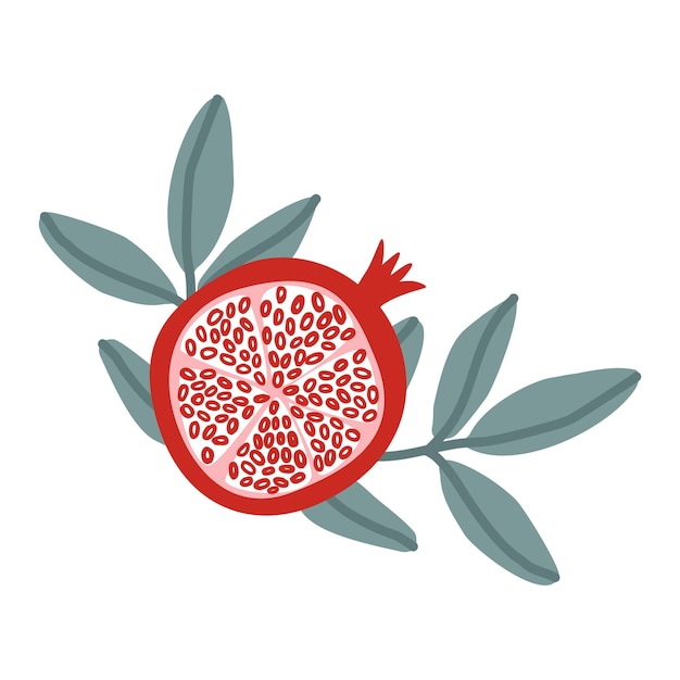 Vector pomegranate fruits leaves and seedsillustration on white background