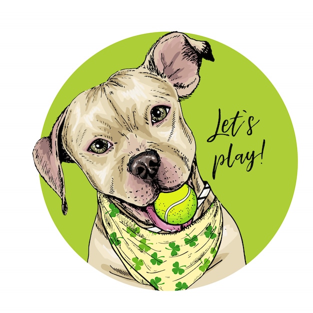 Vector portrait of pit bull terrier dog with tennis ball. Summer illustration.