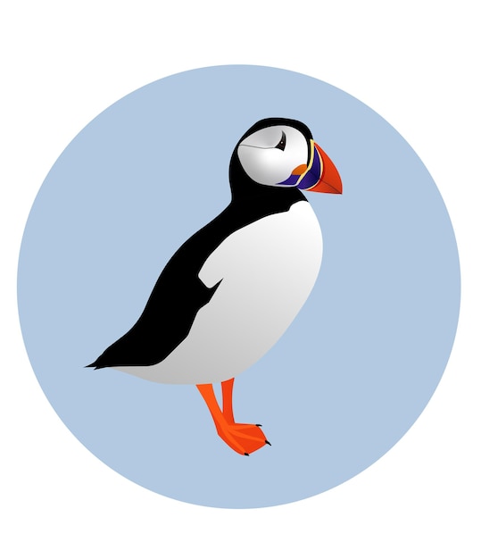 Vector print with an Atlantic puffin bird standing on the blue round background