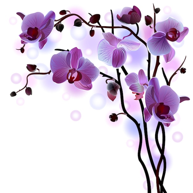 Vector print with branch of violet blooming orchids with empty place for text