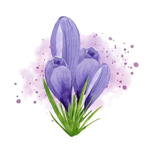 Vector purple crocuses composition spring flowers Hand painted watercolor floral Easter illustration