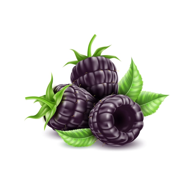 Vector realistic blackberry juicy fruit with leaf