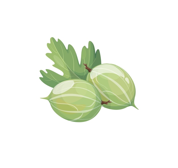 Vector realistic cartoon gooseberry icon Gooseberry berry isolated on white background element