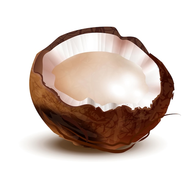 Vector realistic coconut illustration on white background