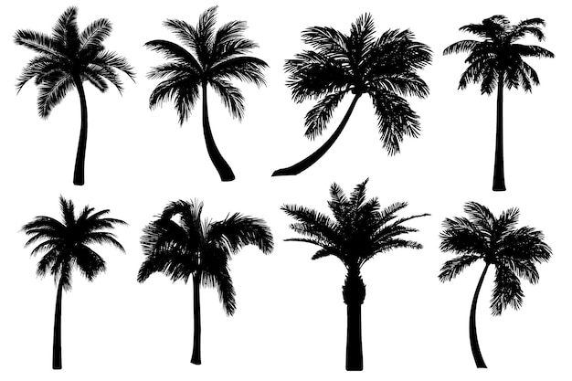 Vector realistic palm tree silhouettes set Black detailed tropical icons collection of coconut tree