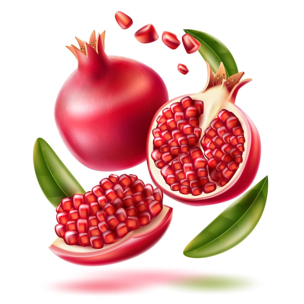 Vector realistic pomegranate with seeds and leaves