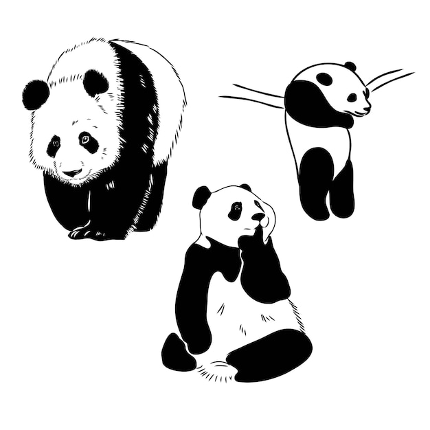 Vector realistic sketch of Panda figure in fulllength Hand drawn illustration